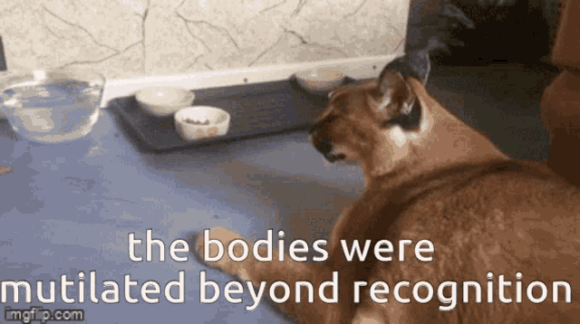 The Bodies Were Mutilated Beyond Recognition GIF - The Bodies Were Mutilated Beyond Recognition GIFs