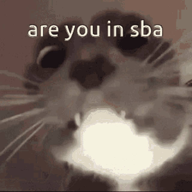 Sba Are You In Sba GIF - Sba Are You In Sba GIFs
