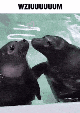 two seals are kissing each other in the water with the words wziiuuuuuuum above them