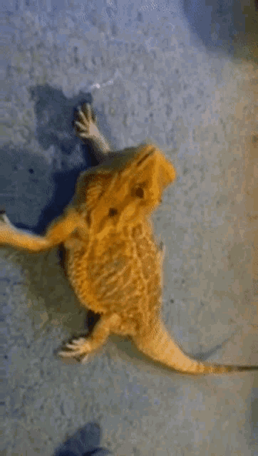 Can Bearded Dragons Throw Up GIF - Can Bearded Dragons Throw Up GIFs
