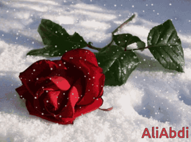 a red rose is laying in the snow with the name aliabdi written below it