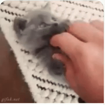 Kitten Fluffy GIF
