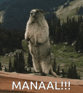 a ground squirrel standing on its hind legs with the word manaal written below it
