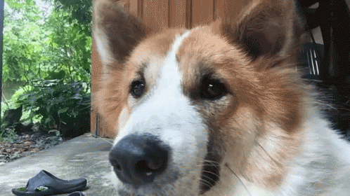 Dog Drunk GIF - Dog Drunk Girls GIFs