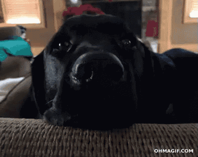 a black dog laying on a couch with the website ohmagif.com written below it