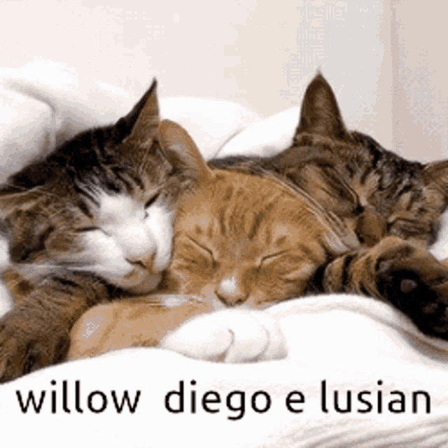 Willow Diego GIF - Willow Diego Lusian GIFs