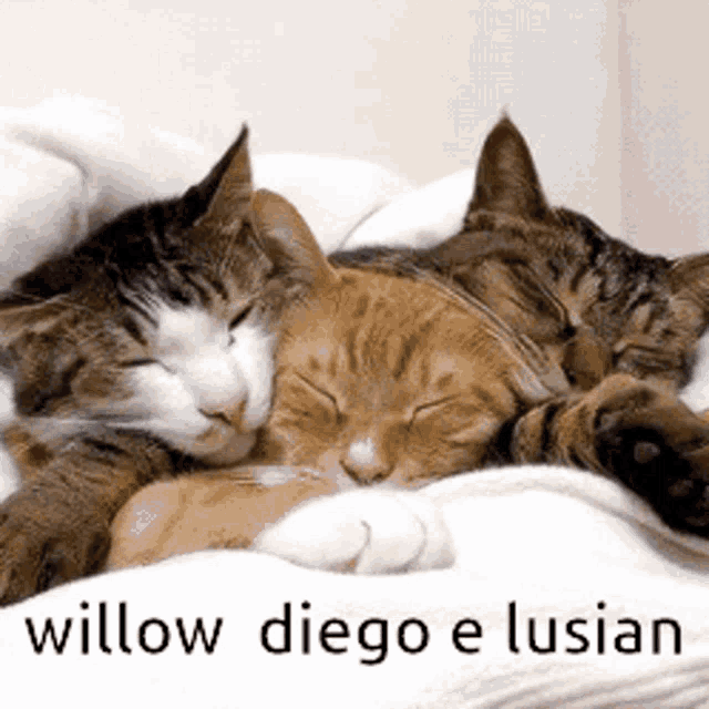 three cats are sleeping on a white blanket with the name willow diego e lusian written below them