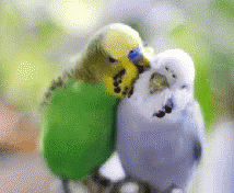 Birds Pets GIF - Birds Pets Grooming GIFs