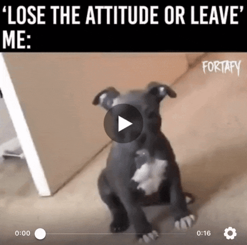 Dog Attitude GIF - Dog Attitude Turn GIFs
