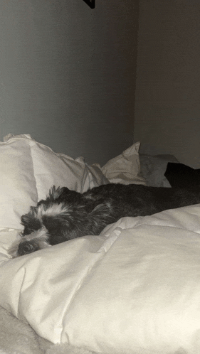 a dog is laying on a bed with white sheets and pillows