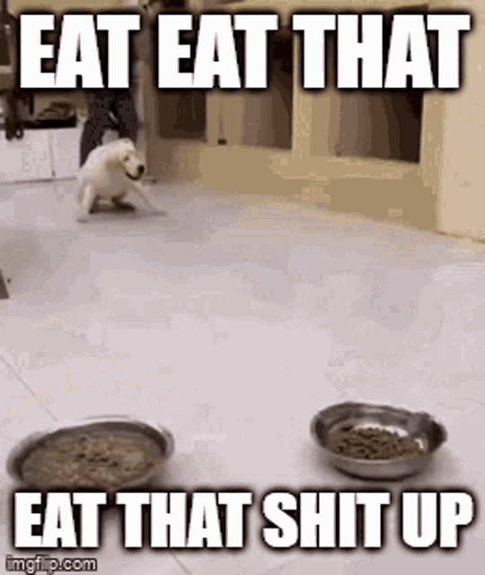 Meme Eat That Shit Up GIF - Meme Eat That Shit Up Cat GIFs