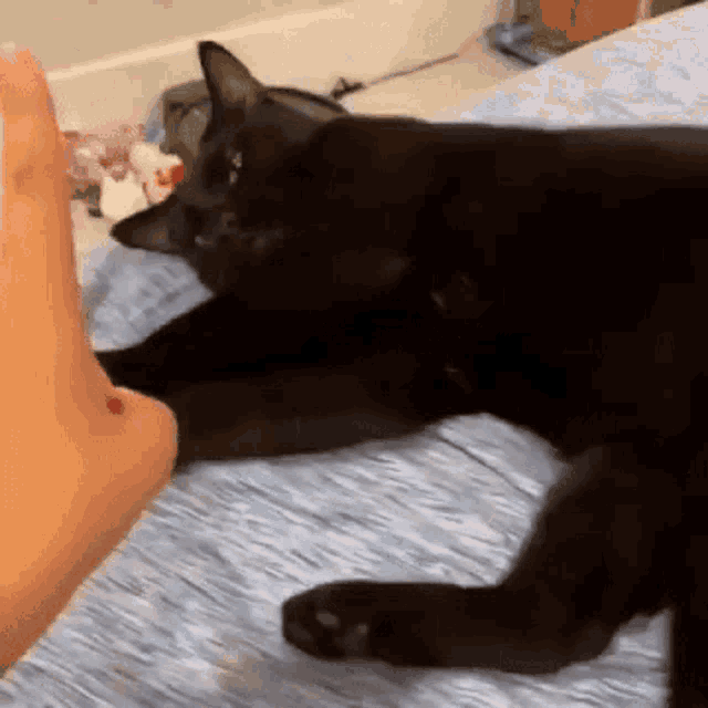 Black Cat Cat GIF