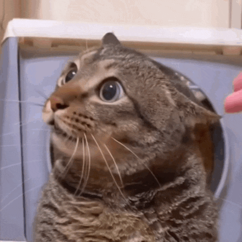 a close up of a cat looking out of a laundry machine