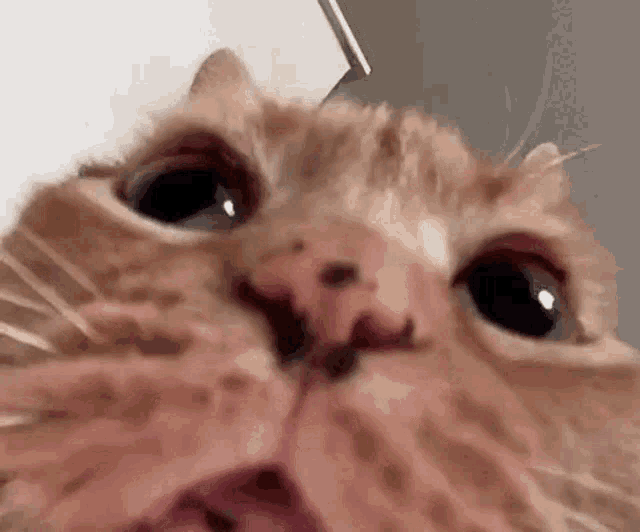 a close up of a cat 's face with its mouth open looking at the camera .