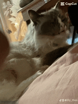 a cat is laying on a bed with a caption that says " capcut "