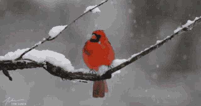 Winter Cardinal GIF - Winter Cardinal Snow GIFs