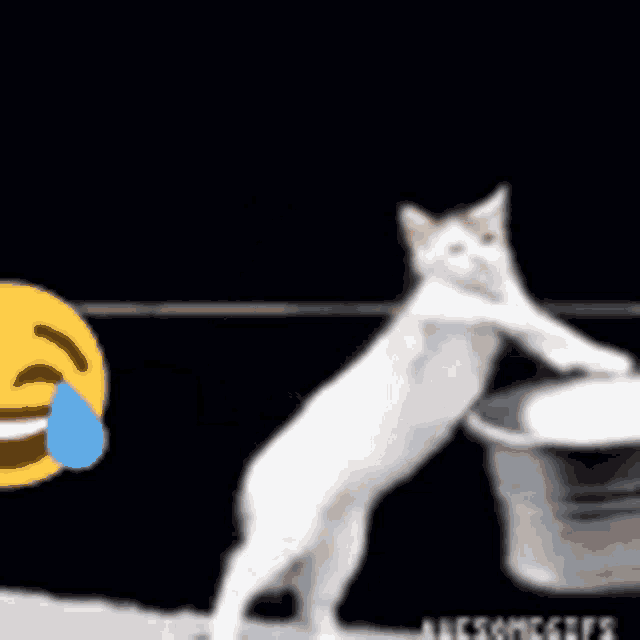 a cat standing on its hind legs next to a bowl with a smiley face behind it