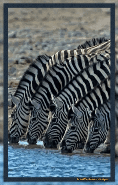 Zebra Animals GIF - Zebra Animals Cute GIFs