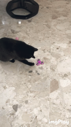 Cat Spinning GIF - Cat Spinning Around GIFs