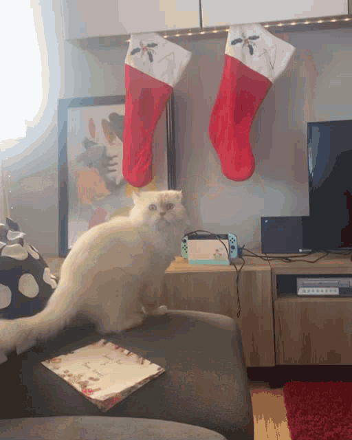 a cat sits on a couch in front of two christmas stockings with a x on them