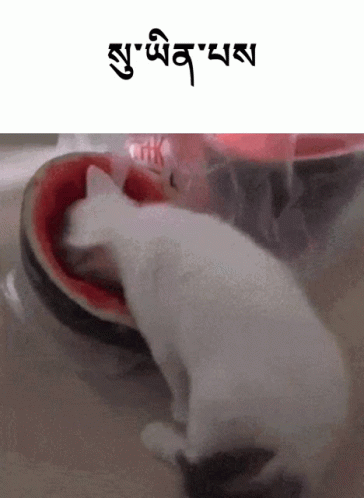 Who Are You Cat GIF - Who Are You Cat Kitten GIFs