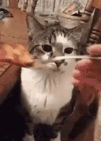 a person is feeding a cat a piece of bread .