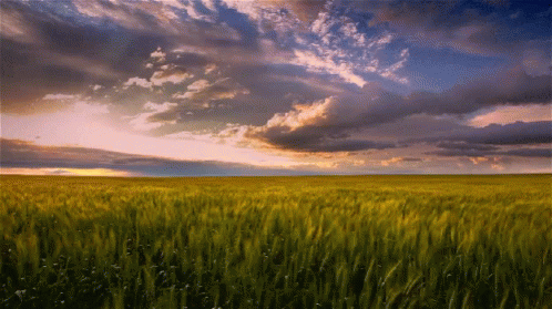 Weather Natue GIF - Weather Natue Meadow GIFs