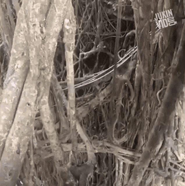 a close up of a tree with the words jukin ide on the bottom right