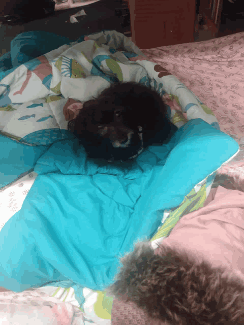 a small black dog laying in a blue sleeping bag on a bed