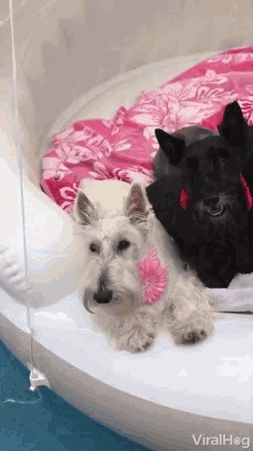 Puppies Siblings GIF - Puppies Siblings Fabulous GIFs