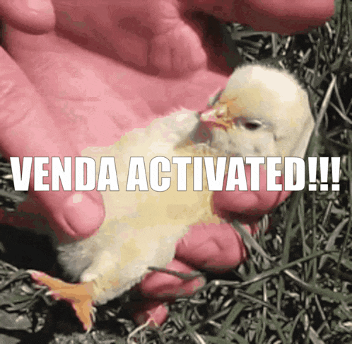 a person is holding a small chicken with the words venda activated written above it