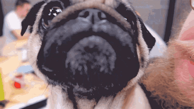 a close up of a pug dog 's face looking at the camera