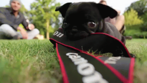 I Want To Be The Star! GIF - Camera Pug Puppy GIFs