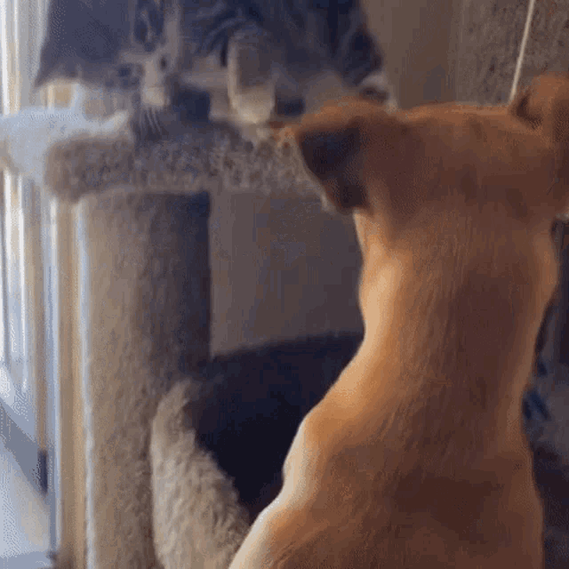 Gatito Slap El Perro Gato Slap Dog GIF - Gatito Slap El Perro Gato Slap Dog GIFs