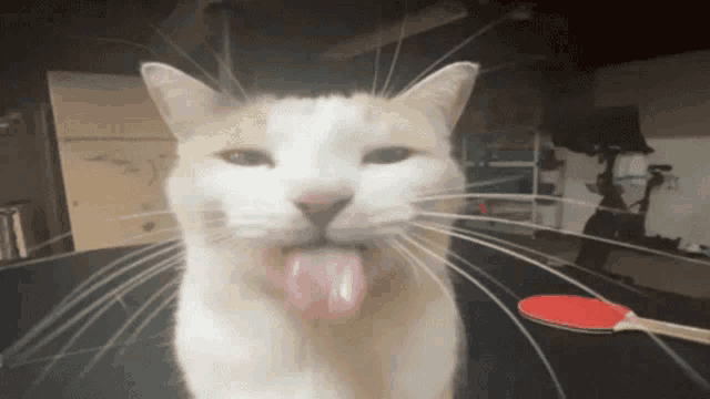 a cat sticking its tongue out while looking at the camera