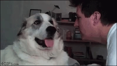 Cachetada Perro GIF - Dog Annoyed Irritated GIFs