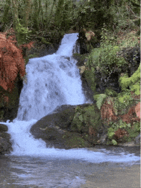a small waterfall surrounded by moss and ferns