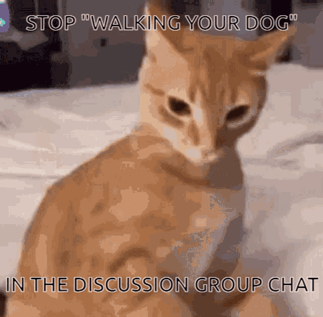 Cat Discussion GIF - Cat Discussion Angry GIFs