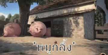 หมูกลิ้ง กลิ้งตก GIF - Rolling Pig Pig Rolling GIFs