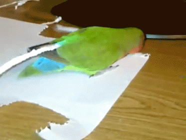 This Bird Doesn'T Like Her Tail Short So She Does A Bit Of #diy And Makes It Longer All By Herself! GIF - Pet Paper Tail GIFs