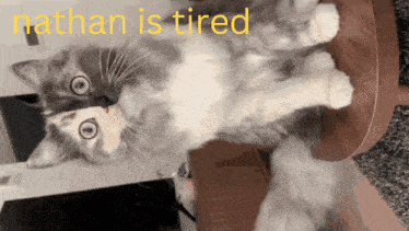 Cat Tired GIF - Cat Tired Yawn GIFs