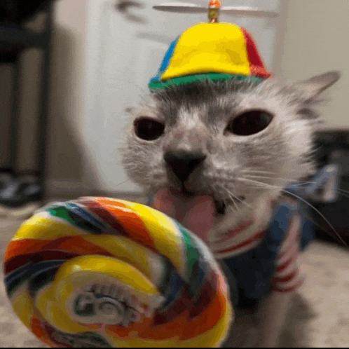 a cat wearing a hat is licking a lollipop that says little gop