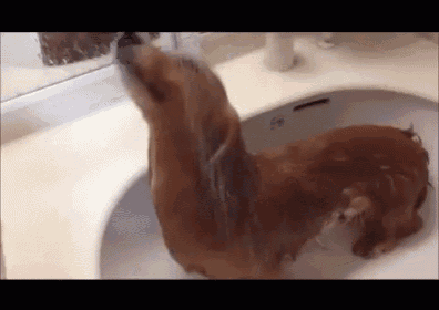 a brown dog is taking a bath in a sink .