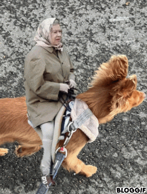 a woman wearing a scarf is riding a dog on a saddle