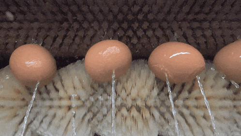 eggs are being washed on a brush with water running out of them