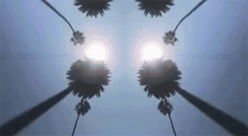 looking up at palm trees with the sun shining through them .