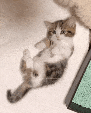Kitten Tail GIF - Kitten Tail Pawing GIFs