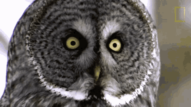 Head Turn Owls Have Superior Senses GIF - Head Turn Owls Have Superior Senses Hoot GIFs