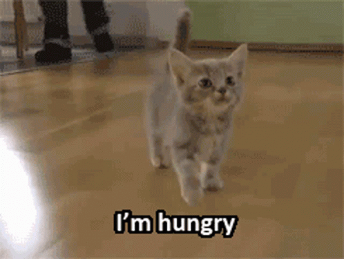 Kitten Im Hungry GIF