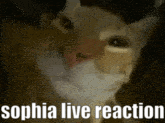 a close up of a cat 's face with the words sophia live reaction above it .